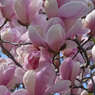 Магнолия ГАЛАКСИ в Гомеле