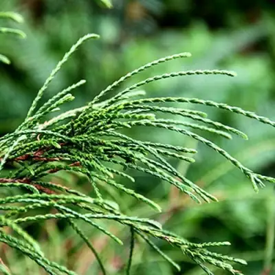 Туя ВИПКОРД складчатая в Гомеле