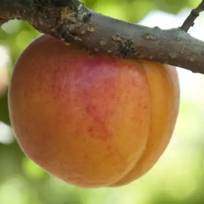  АПРИУМ в Гомеле