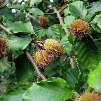 Бук обыкновенный в Гомеле