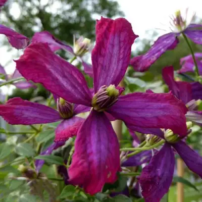 Клематис СВИТ САММЕР ЛАВ в Гомеле