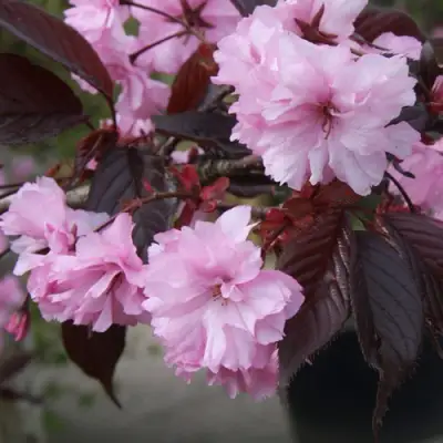 Сакура РОЯЛ БУРГУНДИ в Гомеле