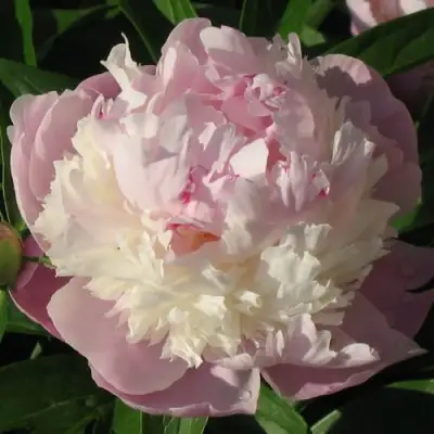 Пион ЩЕРБЕТ травянистый в Гомеле