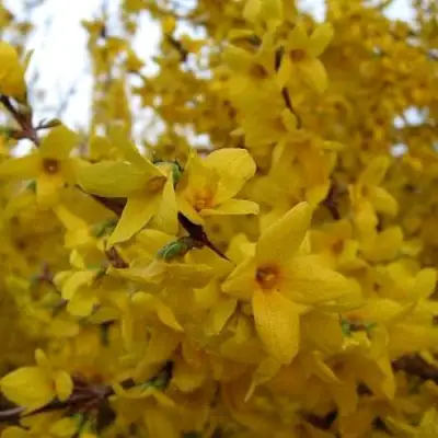 Форзиция ТАРАНДТ промежуточная в Гомеле