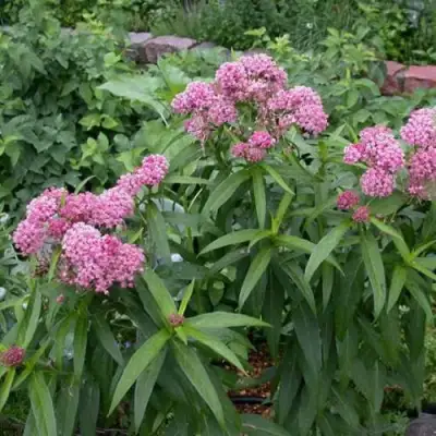 Ваточник МЯСО-КРАСНЫЙ в Гомеле