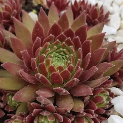 Молодило ЛЮФТШПРУНГ в Гомеле