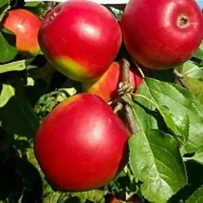 Яблоня РЕДФРИ в Гомеле