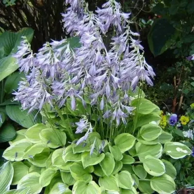 Хоста ГОЛДЕН ТИАРА в Гомеле