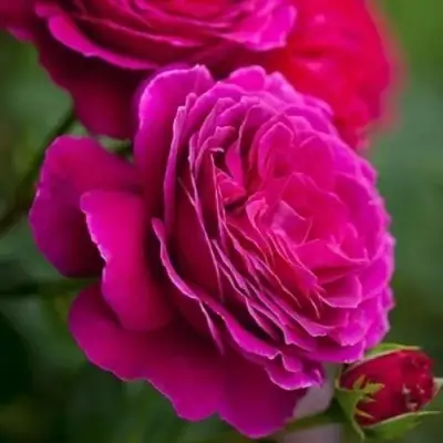 Роза МАЛИНОВЫЙ ЗВОН чайно-гибридная в Гомеле