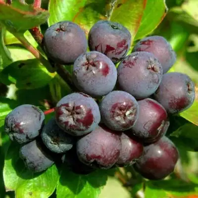 Рябина ЛИКЁРНАЯ сладкоплодная в Гомеле