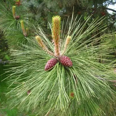 Сосна желтая  в Гомеле