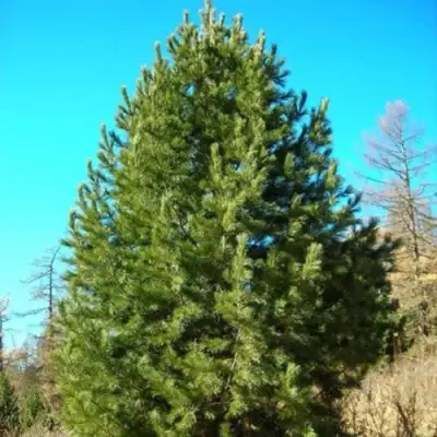 Сосна кедровая сибирская в Гомеле