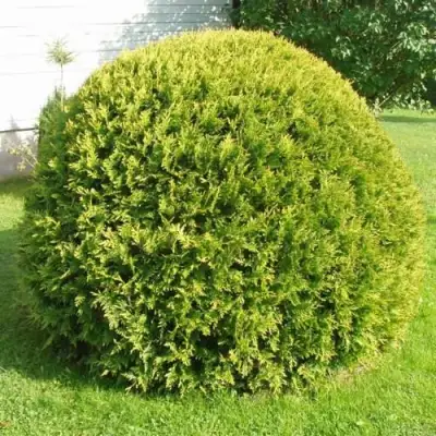 Туя ДАНИКА АУРЕА западная в Гомеле