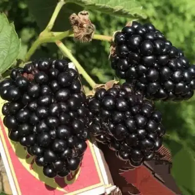 Ежевика ПРАЙМ АРК 45 ремонтантная   в Гомеле