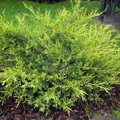 Можжевельник КУРИВАО ГОЛД китайский в Гомеле