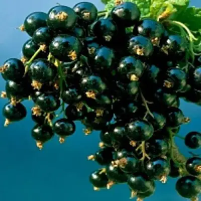 Смородина чёрная ИЗЮМНАЯ в Гомеле