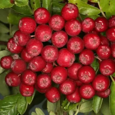 Рябина РУБИНОВАЯ сладкоплодная в Гомеле