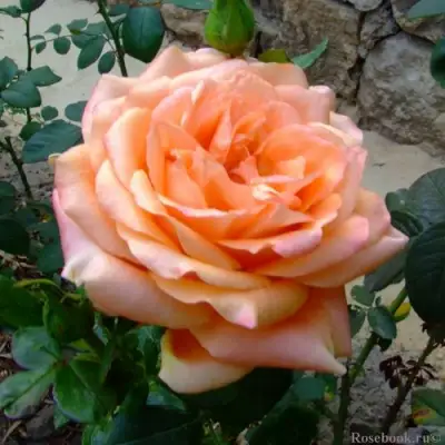 Роза ЭЛЬДОРАДО чайно-гибридная в Гомеле