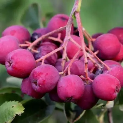 Рябина ДЕСЕРТНАЯ МИЧУРИНА сладкоплодная в Гомеле
