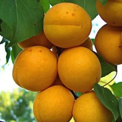 Абрикос ОНТАРИО в Гомеле