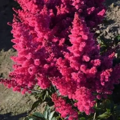 Астильба ЛАКИ ДЕЙ Арендса в Гомеле