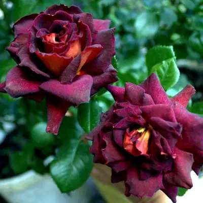 Роза ЭДДИ МИТЧЕЛЛ чайно-гибридная в Гомеле