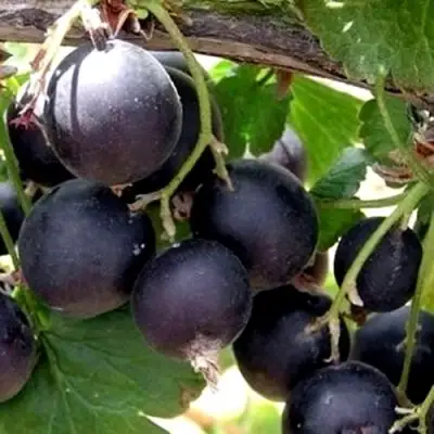 ЙОШТА в Гомеле