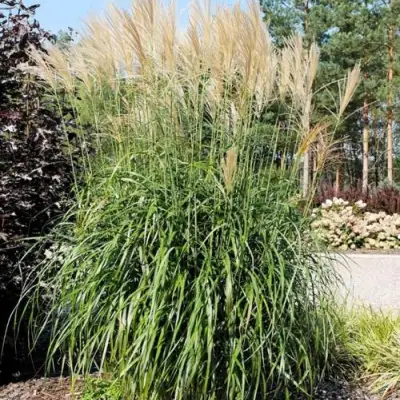 Мискантус ВАНИЛЛА СКАЙ китайский в Гомеле