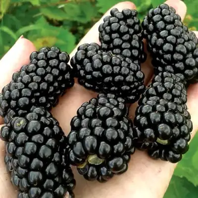 Ежевика ПРАЙМ АРК ФРИДОМ ремонтантная  в Гомеле