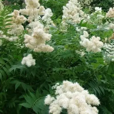 Рябинник рябинолистный в Гомеле