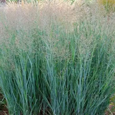 Просо ХЭВИ МЕТАЛЛ в Гомеле