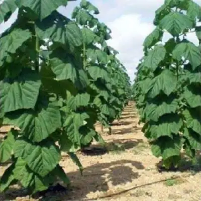 Павловния ПАО ТОГН Z07 в Гомеле