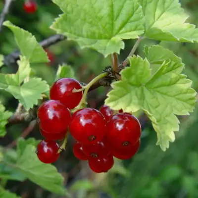 Смородина альпийская ШМИДТ в Гомеле