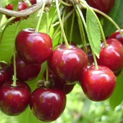 Черешня СИНЯВСКАЯ в Гомеле