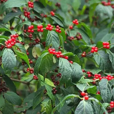 Жимолость МААКА в Гомеле