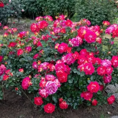 Роза БРЕРА флорибунда в Гомеле