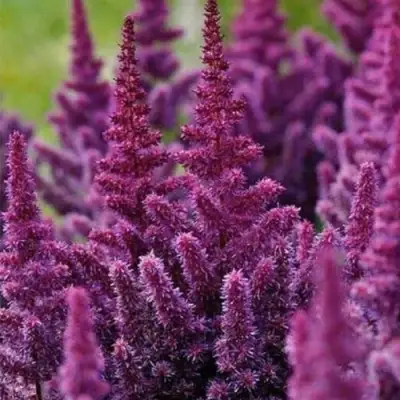 Астильба ПЕПЛ РЕЙН гибридная в Гомеле