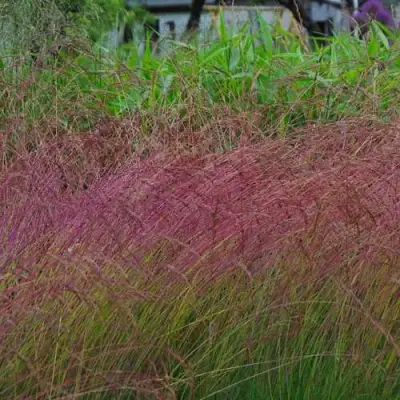Овсянница АМЕТИСТОВАЯ в Гомеле