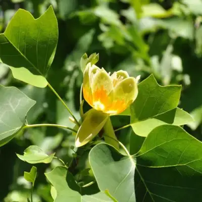 ЛИРИОДЕНДРОН тюльпанный в Гомеле