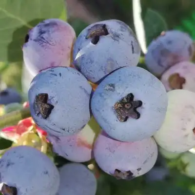 Голубика ХАРРИСОН в Гомеле