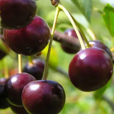 Вишня ЛИВЕНСКАЯ в Гомеле