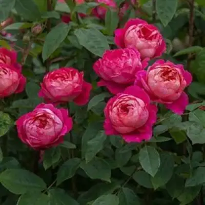 Роза БЕНДЖАМИН БРИТТЕН шраб в Гомеле