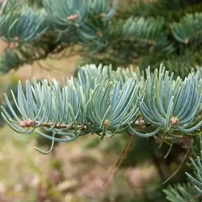 Пихта КОНКОЛОР в Гомеле