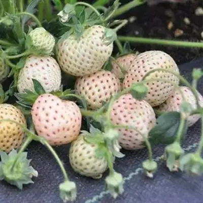 Клубника АНАНАСА ремонтантная в Гомеле