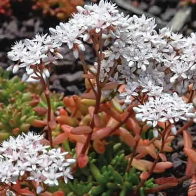 Очиток (седум) КОРАЛ КАРПЕТ белый в Гомеле