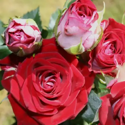 Роза РУБИ СТАР спрей в Гомеле