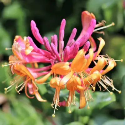 Жимолость ГЕКРОТА в Гомеле