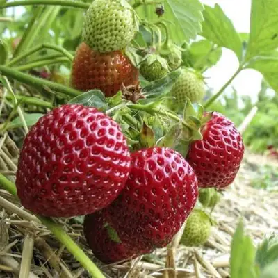 Клубника ЗЕНГА-ЗЕНГАНА в Гомеле