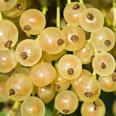 Смородина белая СМОЛЬЯНИНОВСКАЯ в Гомеле