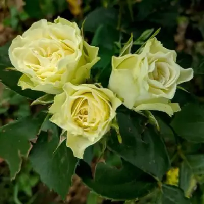 Роза ЛУВИАНА спрей в Гомеле